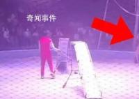 马戏团狮子表演时欲出逃 观众被吓跑