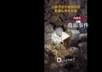 小猴子意外被困树洞 救援队劈木救猴