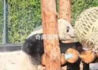 丫丫解锁新玩具竹笼 丫丫来了