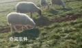 邻居讲述山西男子杀妻灭子案 结婚后夫妻关系不太好