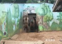 大棕熊“下班”咣咣砸门急得直跳脚 像极了打工人的我