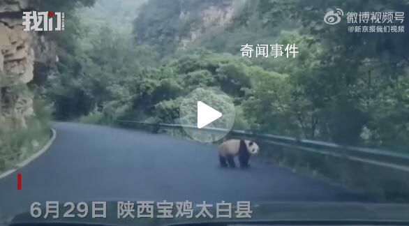 陕西居民驾车途中偶遇淡定大熊猫 圆乎乎胖嘟嘟的大熊猫行走的背影十分可爱