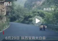 陕西居民驾车途中偶遇淡定大熊猫 圆乎乎胖嘟嘟的大熊猫行走的背影十分可爱