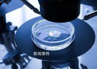 科学家成功培养首个人类胚胎模型 流水线造人或成真
