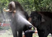 47度!印度遭高温极端“烤验”