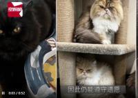 女子去世7只猫继承217万遗产 上百人争抢领养