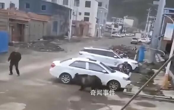 西藏回应县城中心频频熊出没 引发关注和热议