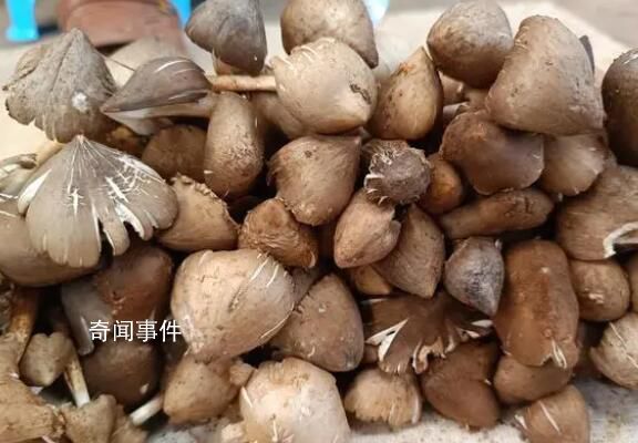 鸡枞菌十年涨价逾十倍 卖到两三百元一斤