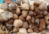 鸡枞菌十年涨价逾十倍 卖到两三百元一斤