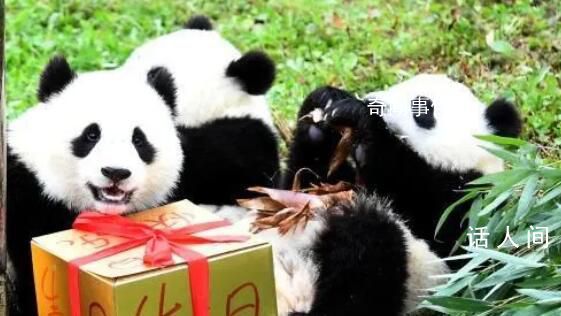 萌兰花花和叶生日快乐 熊猫界三大顶流同一天过生日