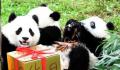 萌兰花花和叶生日快乐 熊猫界三大顶流同一天过生日
