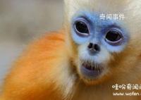 详解相学最有福气的7种鼻子 教你分辨哪种鼻子最有财运或长寿