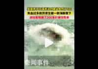 男子游泳被鲨鱼袭击幸有海豚相救 鲨鱼5次咬伤他