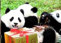 萌兰花花和叶生日快乐 熊猫界三大顶流同一天过生日