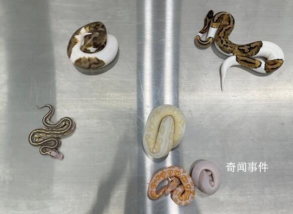 男子用棉袜装6条活体蛇入境被查 真的是辛苦海关人员了