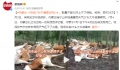 内蒙古一林场27头牛被雷击死亡 牛是散养的因数量不够50头上不了保险