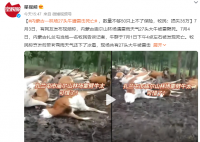 内蒙古一林场27头牛被雷击死亡 牛是散养的因数量不够50头上不了保险