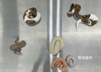 男子用棉袜装6条活体蛇入境被查 真的是辛苦海关人员了