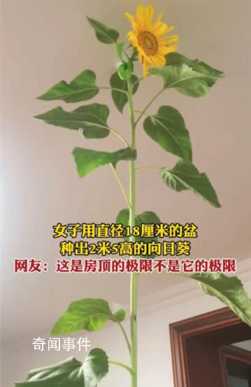 女子花盆里种出2.5米高向日葵 已经冲到房顶了