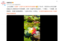 成都一公园开出红黄对称双色睡莲 一起来分享这一份幸运