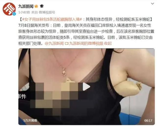 女子用丝袜包5条活蛇藏胸部入境 该批玉米锦蛇已交由相关部门处理