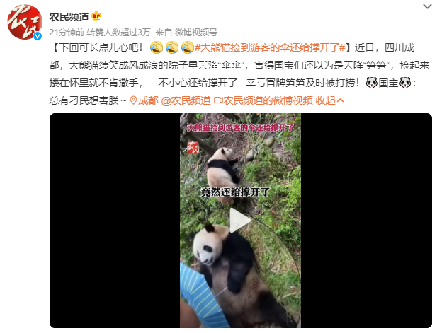 大熊猫捡到游客的伞还给撑开了 害得国宝们还以为是天降笋笋