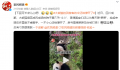 大熊猫捡到游客的伞还给撑开了 害得国宝们还以为是天降笋笋