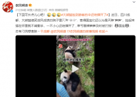 大熊猫捡到游客的伞还给撑开了 害得国宝们还以为是天降笋笋