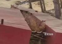 浮桥事件当地水利局曾因不作为被诉 具体什么情况