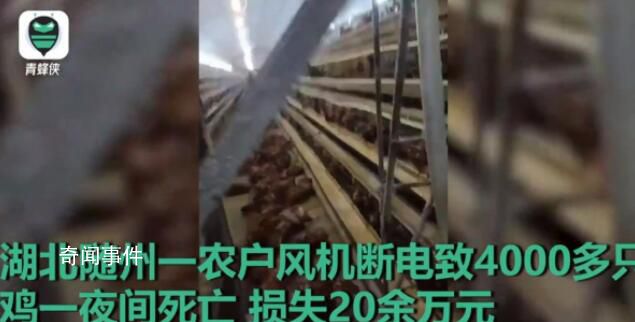 高温天断电 鸡笼成蒸笼热死4000只鸡 损失20余万