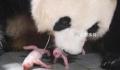 旅韩大熊猫爱宝诞下双胞胎 目前母女平安