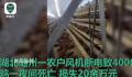 高温天断电 鸡笼成蒸笼热死4000只鸡 损失20余万