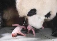 旅韩大熊猫爱宝诞下双胞胎 目前母女平安
