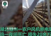 高温天断电 鸡笼成蒸笼热死4000只鸡 损失20余万