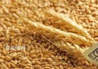 全球高温或推高粮食价格 国际粮食价格已经暴涨