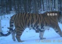 东北虎“完达山一号”再次出现了 悠然地从镜头前走过