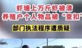 当地回应养殖户上万斤虾被清空 究竟遇到了什么问题