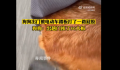 狗狗被电动车踏板打了一路屁股 心疼汪星人
