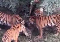 长春一虎园两东北虎相争一虎被咬死 疑似工作人员疏于管理