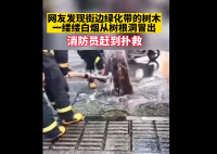 高温天气西安一行道树冒白烟 究竟是怎么回事