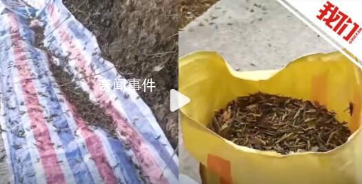 湖南桃江遭遇近十年最严重蝗灾 数十亩竹林受灾