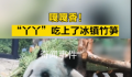 丫丫大口吃冰镇竹笋 网友：肉眼可见的胖了