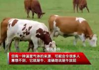 一头牛放的屁可供汽车开一天 7月12日是全国低碳日