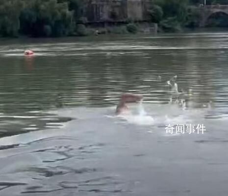 46岁“中国蛙王”跳河救起落水者 曾启亮个人资料简介