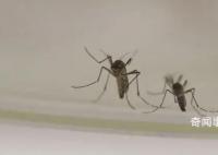今夏蚊子都热死了?北京疾控回应