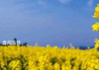 油菜花什么季节开花 油菜花在什么时候开花