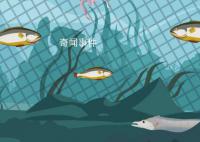 鱼在水里会主动喝水吗 关于鱼的冷知识有哪些