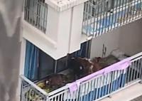 居民在5楼阳台养7头牛被投诉 目前7头牛已经被运走