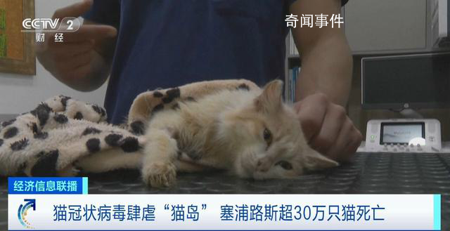 猫冠状病毒蔓延“猫岛”致死率近90%