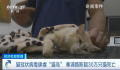 猫冠状病毒蔓延“猫岛”致死率近90%